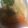ネコのみさき's cooksnap of when they made 圧力鍋で♪手羽元と白菜のローリエ醤油煮込.