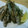 ももんがA's cooksnap of when they made 深海魚メヒカリの下ごしらえ.
