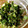 aya_sas's cooksnap of when they made めんつゆとごま油で簡単☆大根の葉っぱ.