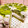 ハチ8コロ8's cooksnap of when they made 桜の和風おぐらケーキ.