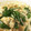 たかたけしゅん's cooksnap of when they made 絹さやの卵とじ with えのき.