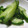 ちばたま's cooksnap of when they made 簡単もむだけきゅうりの浅漬け☆.