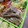 紅葉ｙ's cooksnap of when they made 豚とモヤシのマヨポン炒め.