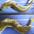 maruru-nn's cooksnap of when they made 鮎の塩焼き.
