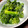 クックWKDZ1Z☆'s cooksnap of when they made 菜の花の辛子醤油和え・茹で方.