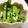 maruru-nn's cooksnap of when they made ★常備菜★レンジで簡単絹さやの胡麻和え.