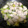 さらあお's cooksnap of when they made やわらか☆ささみの塩麹蒸し.
