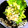 ゆさせママ♪'s cooksnap of when they made ささみときゅうりの梅肉和え.