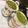 クック5EPCQ6☆'s cooksnap of when they made バレンタイン＊簡単抹茶ティラミス.