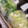 ゆっけどーん's cooksnap of when they made 常備菜☆白ネギの冷凍保存.
