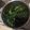 たっきー☆★'s cooksnap of when they made レンジで簡単！ほうれん草のナムル.