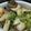 明日歩's cooksnap of when they made エビの簡単アヒージョ.