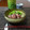 ダイナマイト漆黒's cooksnap of when they made ホタルイカの煮びたし　菜の花を添えて.