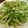 airkiss's cooksnap of when they made 水菜のサラダ.