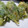 ちばたま's cooksnap of when they made ☆えのきの海苔キャベツ巻き磯辺揚げ☆.