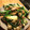 ae86_km's cooksnap of when they made にらときのことベーコンの柚子胡椒炒め.