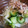 にゃ★にゃ's cooksnap of when they made かぶと胡瓜の和風サラダ.