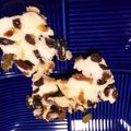 fu〜tan's cooksnap of when they made 混ぜるだけで簡単　自家製レーズンバター.