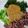 クック37QQZZ☆'s cooksnap of when they made ねぎのぬた（辛子麦みそがけ）.