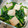 あさみどん42's cooksnap of when they made 厚揚げとほうれん草のごま和え。.