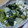 ナーちゃん's cooksnap of when they made 小松菜と大根のそぼろ煮.
