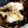 komasan♪'s cooksnap of when they made おろしにんにく 鰹のたたき丼.