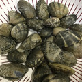 Stacieee's cooksnap of when they made ☆超簡単☆アサリの砂抜き.
