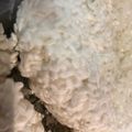 tamago2's cooksnap of when they made お米から蒸して手作りの 自家製 米麹.