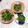 さくらん餅's cooksnap of when they made 簡単★洗い物少♪菜の花の酢みそ和え.