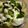 maruru-nn's cooksnap of when they made ブロッコリーと豆のサラダ.