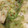 クックC2GECR☆'s cooksnap of when they made レタスのオイスターソース炒め.