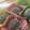 クックCM6YSX☆'s cooksnap of when they made ほうじ茶の生チョコ大福.