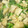 結陽芽's cooksnap of when they made ★菜の花と鶏もも肉のしょうゆマヨ炒め★.