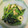 yobibaa's cooksnap of when they made ほうれん草のごま和え～♪.