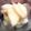ミシガン娘。's cooksnap of when they made 大量消費！簡単放置で大根のからし漬け.