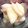 ミシガン娘。's cooksnap of when they made 大量消費！簡単放置で大根のからし漬け.
