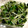 KimiキラMiku's cooksnap of when they made 簡単　かいわれ大根のごま和え.
