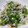 クック8PPT80☆'s cooksnap of when they made ネギorカイワレ としらすのポン酢和え.