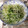 しゅんのま's cooksnap of when they made 豆苗ともやしのシンプル塩炒め.