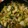 アザラシ農場's cooksnap of when they made 豚肉と蕪の和風炒め.