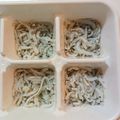 探険隊's cooksnap of when they made ☆離乳食☆しらすのストック《中期〜後期》.
