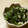 maruru-nn's cooksnap of when they made 美容つまみ♪「春菊の白和え」.