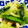 saibuhi's cooksnap of when they made ちんげん菜ゴマ和え.