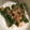 ミオミーオマンマミー's cooksnap of when they made ししとうの味噌炒め 簡単 おつまみ.