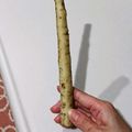 ☆クローバー134☆'s cooksnap of when they made アルミホイルで簡単！ごぼう皮剥きのコツ.