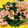 67luna's cooksnap of when they made 菜の花と豚肉のオイスター炒め♪.