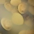 クックNFAZGC☆'s cooksnap of when they made ひな祭りに♪はまぐりのお吸い物.