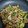 ヨリーズサロン's cooksnap of when they made 牛肉と菜の花のオイスター炒め.