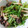くまぃん's cooksnap of when they made 牛肉としめじと水菜の炒め物　.