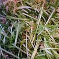＊りんちゃんママ＊'s cooksnap of when they made さっぱり水菜とツナのサラダ.